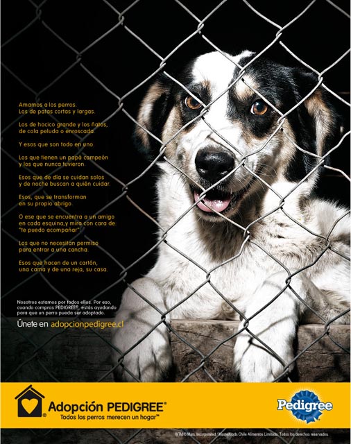 Animales Gratis-Rescate Animal Chile